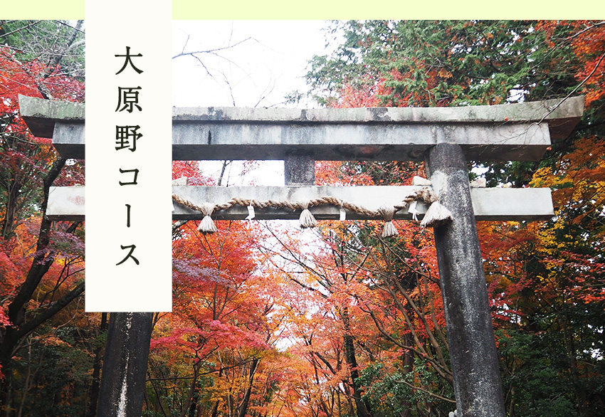 大原野コース